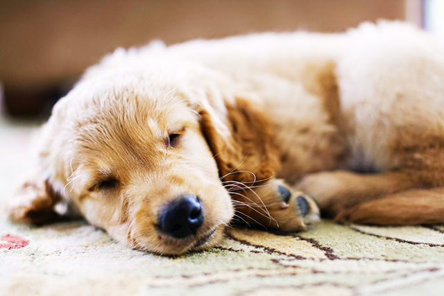 狗“寂寞”的7种表现，你家的占几种呢？