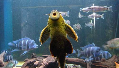 |你为何把鱼儿挂在树上晒太阳?钓鱼人:这种鱼危害太大