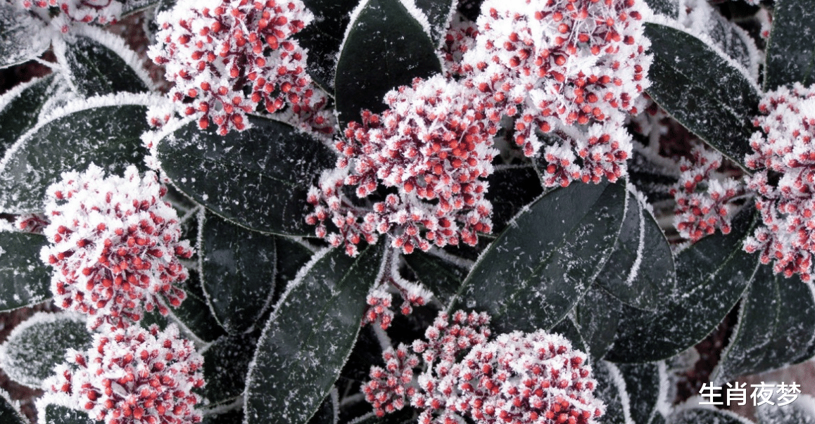 生肖|11月，月老牵线，旧情人回头，桃花运爆表，爱意沸腾，牵手幸福