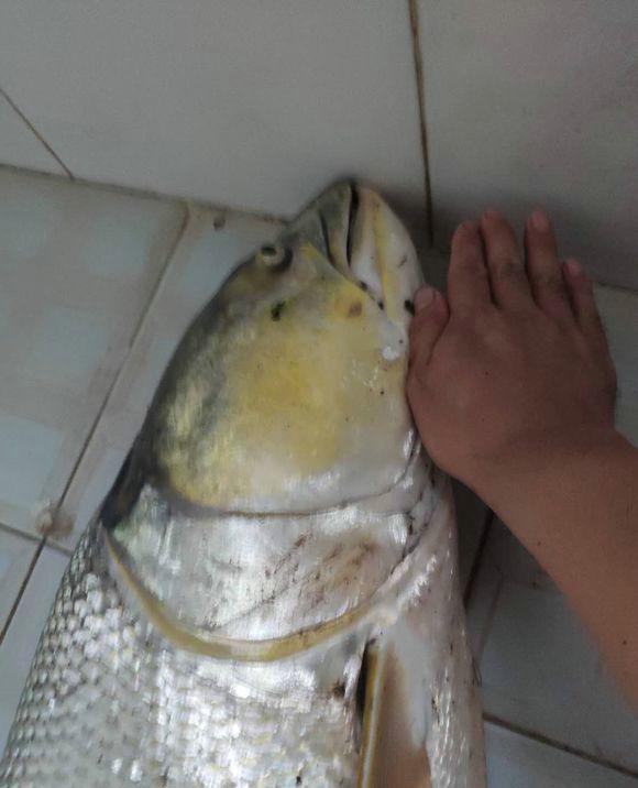 「」80斤“大白鱼”？资江大水男子钓起“大白鱼王”，几同人等高