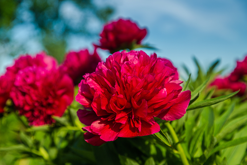 吉星|从7月22号开始，好运挡不住，天降洪福，收获满满的3生肖
