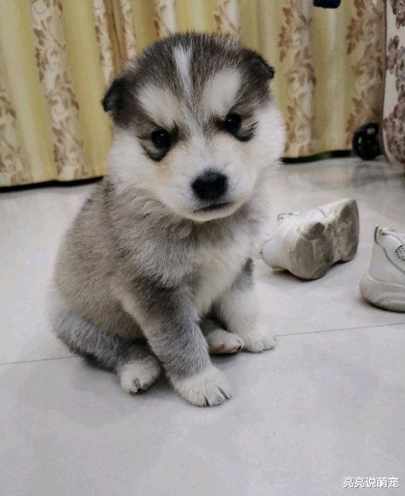 二哈是一只“心机狗”，平白无故就能眉头紧锁，就是想出去