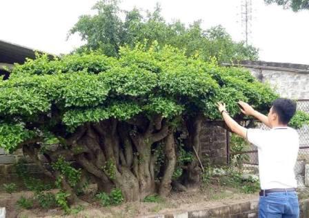 睹图|男子几年前低价买回棵三百年树龄的古树，如今有人出35万不肯卖