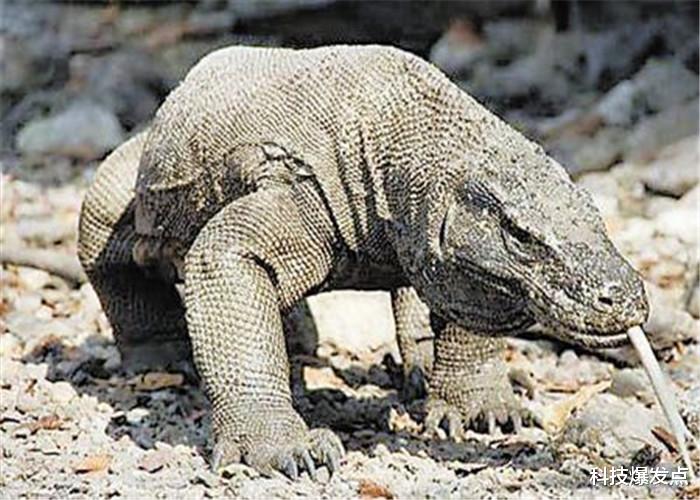 科莫多巨蜥：科莫多巨蜥有多强？人被咬后会怎么样？外国小伙“作死”实验！