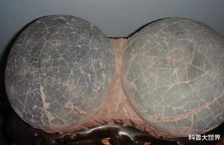 恐龙蛋@智利科学家在南极洲发现沧龙卵，重达13斤，比鸵鸟蛋大4倍多