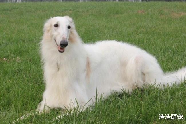 古代贵族会饲养哪种狗？这5种是他们的最爱，你对哪个感兴趣