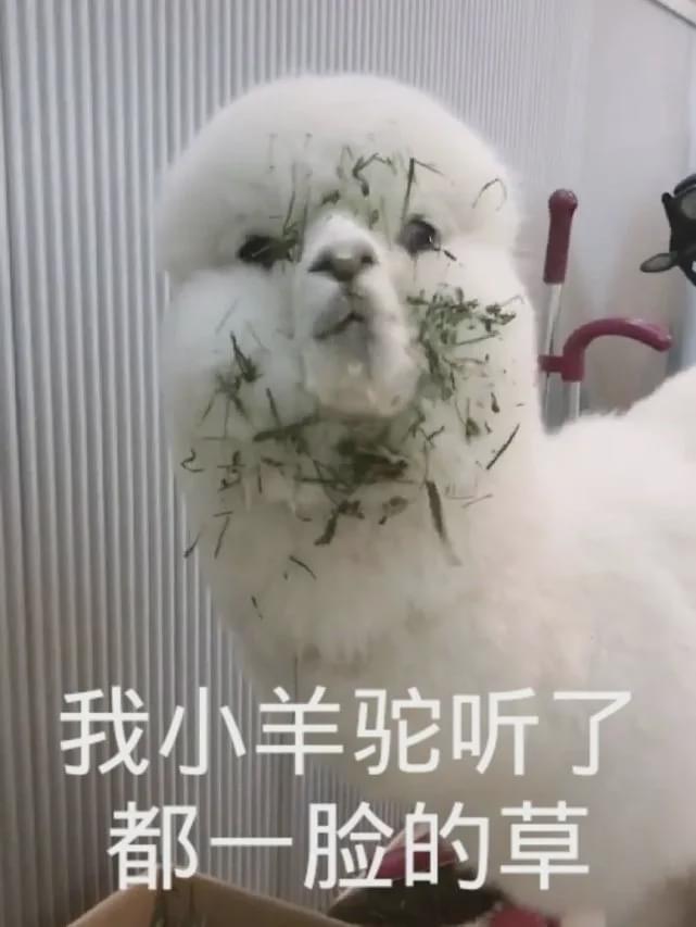 人物设定|豪门小公主被pua得这么惨，她老公还敢靠卖宠妻人设骗钱骗流量？