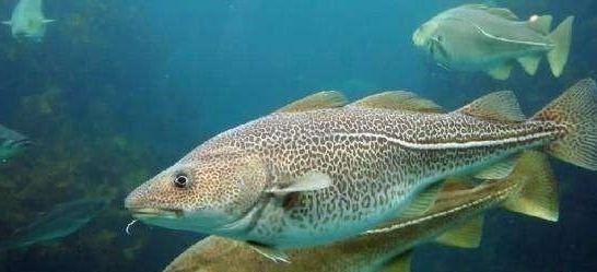 油鱼|鳕鱼到底是一种怎样的鱼？为什么我们买的鳕鱼大都没有头？