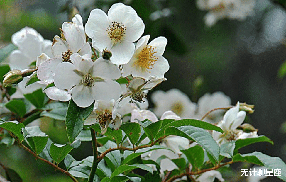 |五天后，鱼跃龙门、好运光临的4个星座，新的机会当仁不让