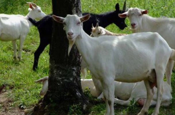 生肖|10月一开始，缘分桃花渐行渐近，真爱降临收获爱情的4大生肖！