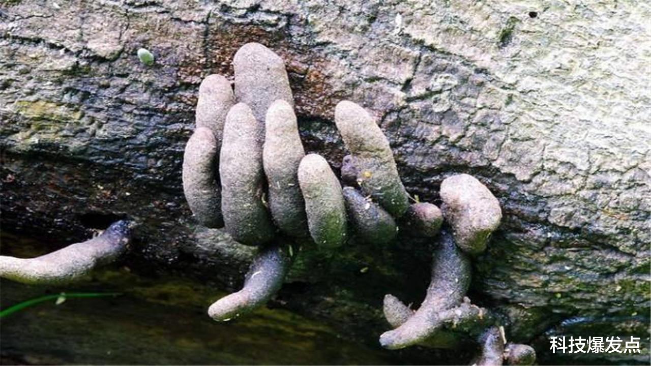 科学家|印度发布“死亡脚趾”,既恶心又恐怖,科学家表示人可以吃!