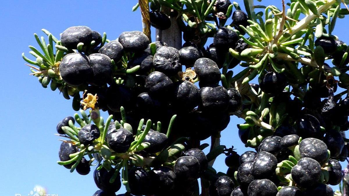 枸杞|用此物泡水喝，头不晕了，耳不鸣了，肝血充足了，夜里睡得香