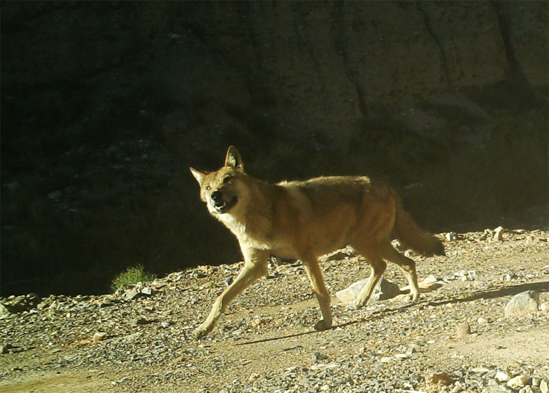 棕熊|祁连山发生什么？雪豹在刨土，狼追着红豺跑，连罕见的棕熊也来了