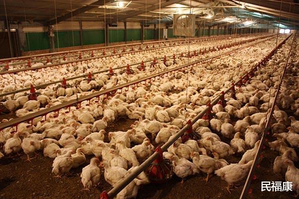 |40多天就上餐桌的速成鸡,是打了激素针?专家直言:简直太无知了