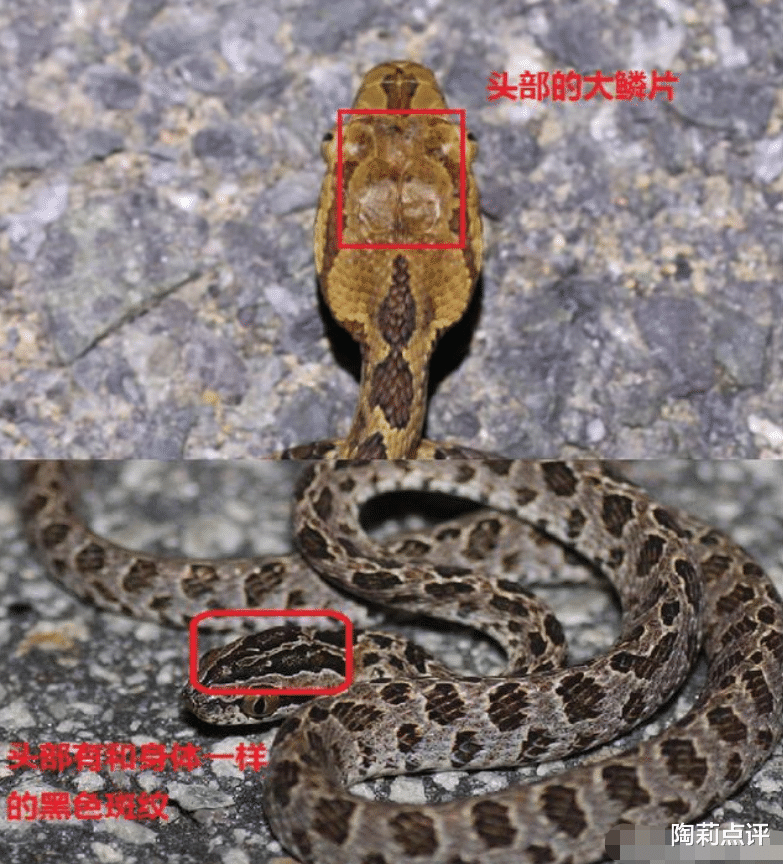 毒蛇|国内十大毒蛇之——原矛头蝮，为何毒性不强，却破坏力十足？