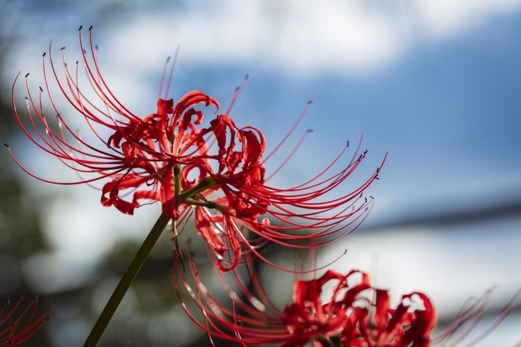 生肖|九月份开始，桃花朵朵爱情到，真爱缘定三生，摆脱单身的生肖！
