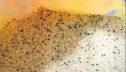 「大象」世界上最小的“象”，一生不用喝水，危害很大我国南方最多