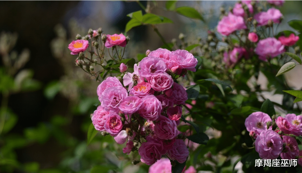 |11月，旧情人忏悔，真诚回头，前任心肠变软，勇敢为情再爱一场