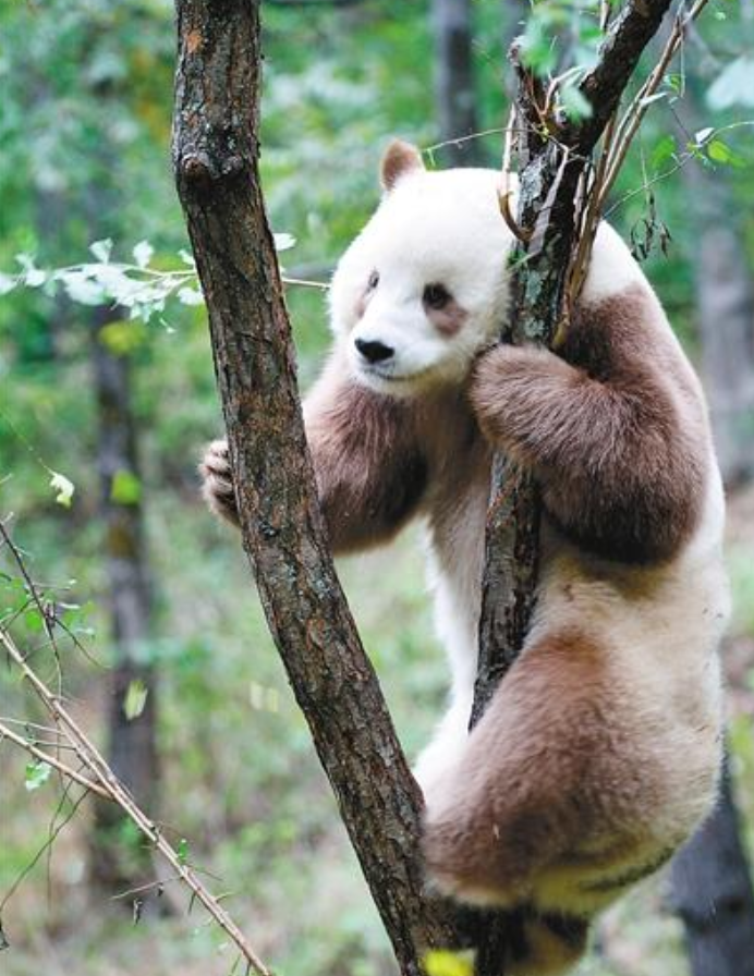 |中国秦岭地区发现新“神兽”，世界上仅此一只，让世界各国眼红