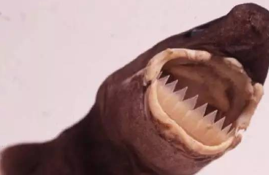 |真实存在的17只恶梦般的生物2