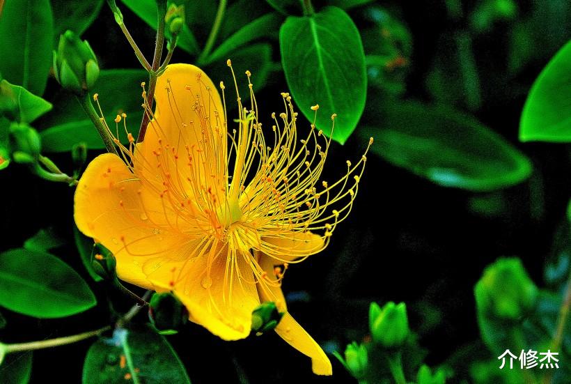 「生肖」7月份，必走桃花运的4生肖，月老千里牵姻缘，终于要脱单了