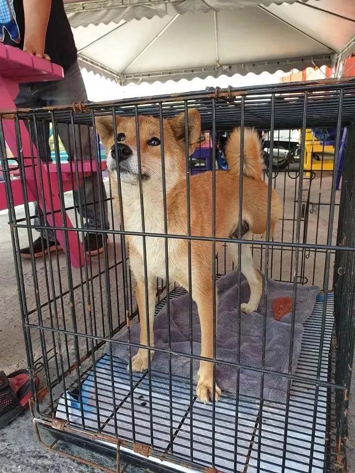 瘸腿狗妈妈含泪哀求：我的孩子，需要一个家……