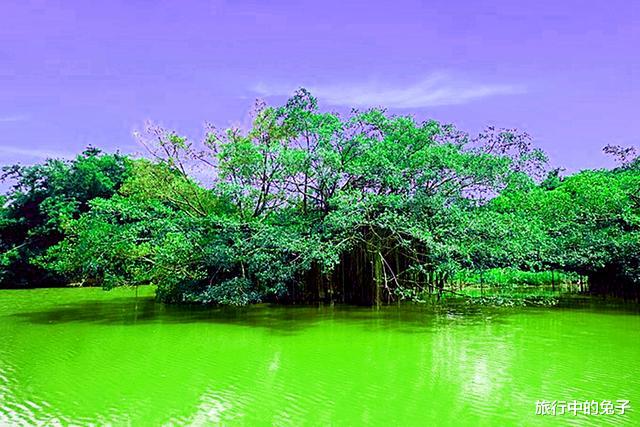 |一棵树就是一座岛，300年古树盘根错节，形成3.5万平米岛屿