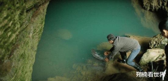 张家界|张家界神秘“守护神兽”，如今已活200年，守护方式格外与众不同