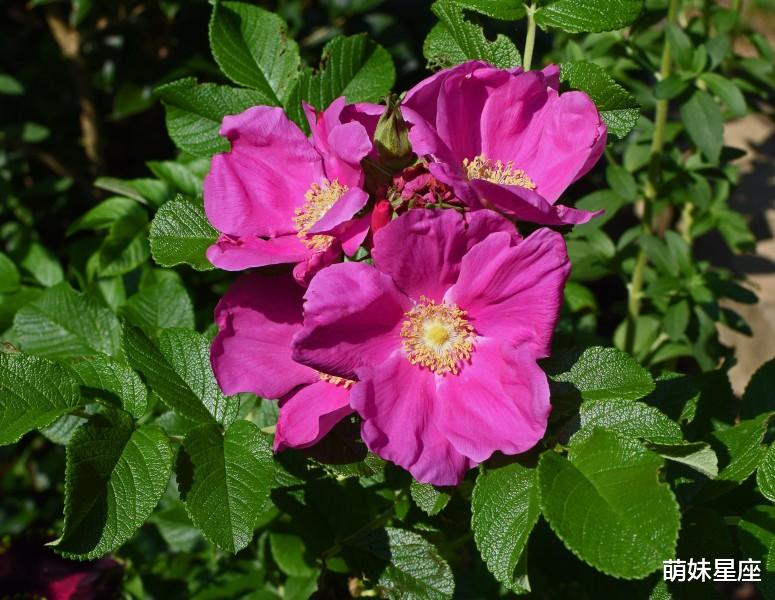 天秤座|11月初，告白不断，喜迎良缘的4星座，牵手两人，品尝爱情的甜蜜