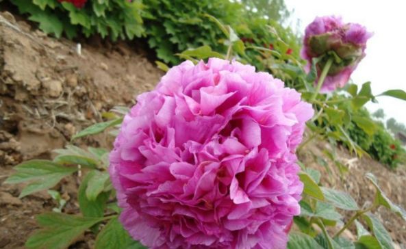 生肖@脾气比驴还犟的三种生肖女，却很旺夫，深受丈夫宠爱