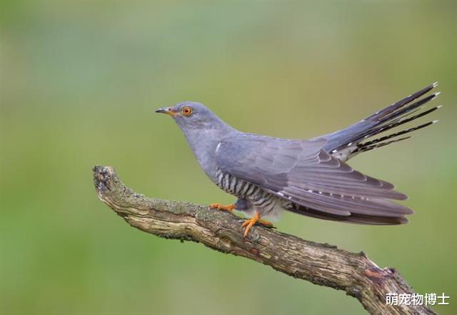 树懒|和我比懒？我懒得和你比：世界上最懒的10种动物