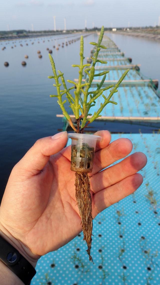 「牛奶」钙含量是牛奶的5倍，外国人视作高端菜，中国栽种却少有人吃过！