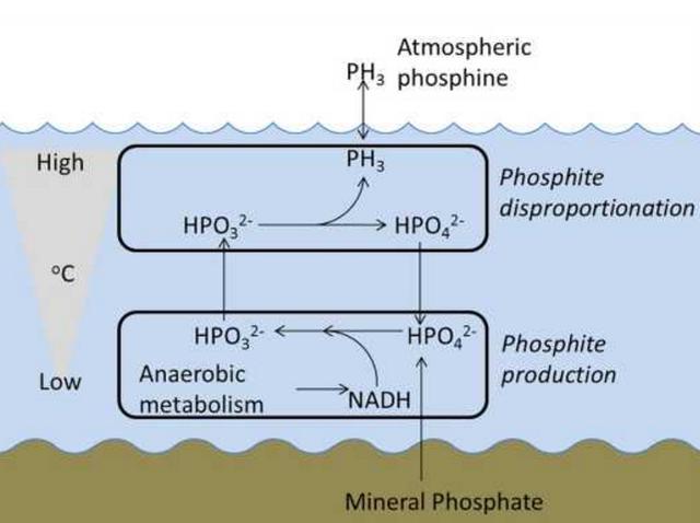 外星生物|实锤了！科学家发现了金星生物，真的圆了人们的外星生物梦？
