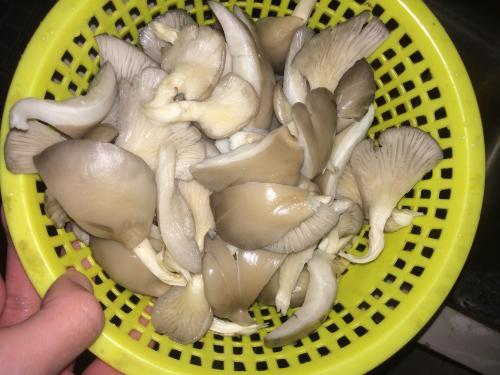 [平菇]饭店里“最脏”的一道菜，厨师下馆子从来不点，多数人却很爱吃它