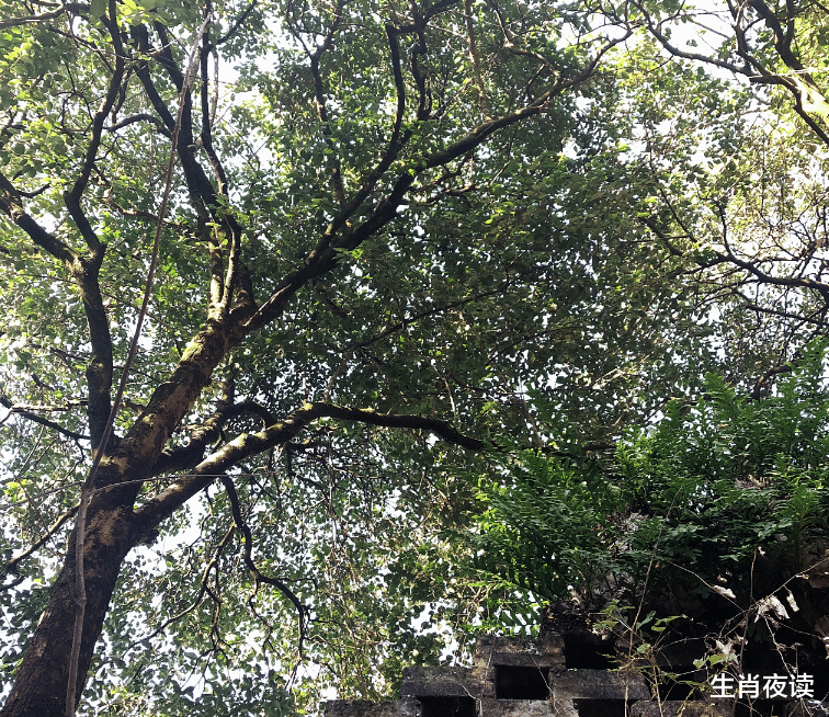 运势|11月，怦然心动，爱情降落，前任辗转反侧，期待复合如约而至