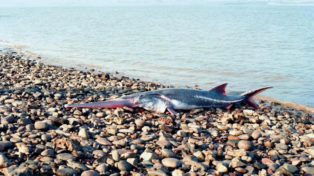 水底奥秘|世界上最大的5种淡水鱼，巨型黄貂只能排末位，很多已经濒危！