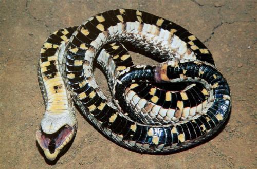 『毒蛇』蛇界当中的铁憨憨,丢尽毒蛇界的脸,猪鼻蛇当真是个奇葩