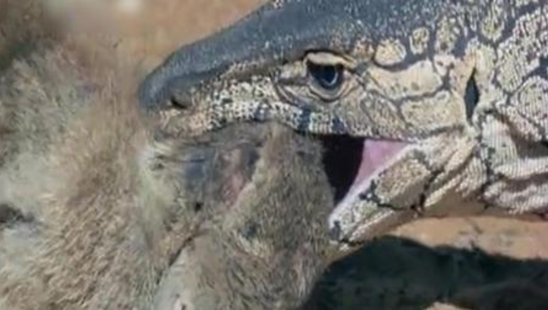 巨蜥|澳洲“顶级”的掠食者—眼斑巨蜥,把毒蛇当做辣条吃,抗毒能力远超平头哥