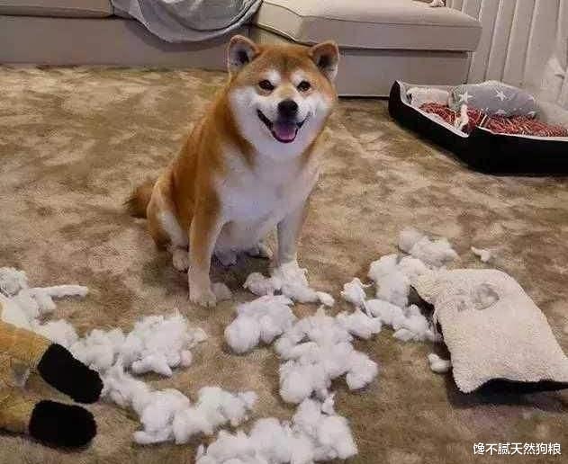 你适合养柴犬吗？如果这5点都不能忍，劝你放弃