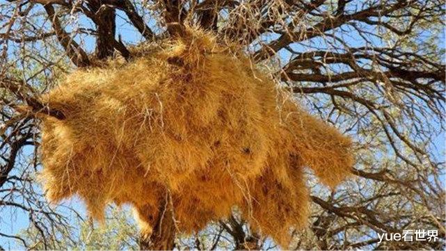 「」世界上最大的鸟巢,,无人敢掏鸟蛋,因为里面“住客”太危险?