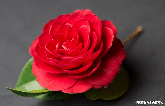 『运势』未来30天，4属相富足有余，大赚特赚，好运不断，喜事多多