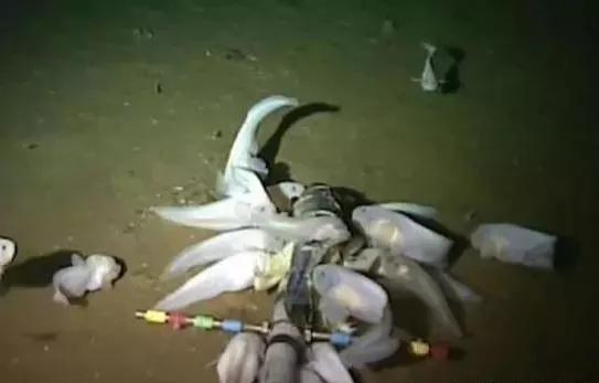 马里亚纳海沟■机器人在8000米深海考察，无意中拍摄到的画面，颠覆人们认知