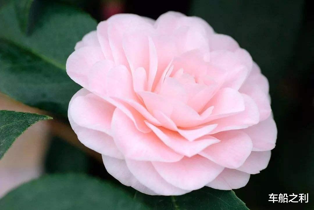 [生肖]最近十天财运到！3生肖横财大奖送上门，富贵难挡！