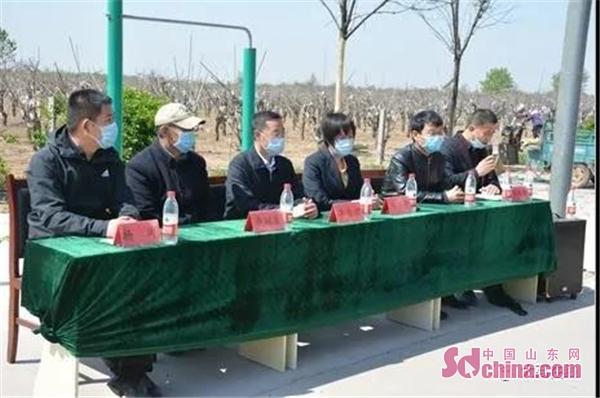 「沾化」滨州沾化区大高镇召开沾化冬枣品种改良现场推进会