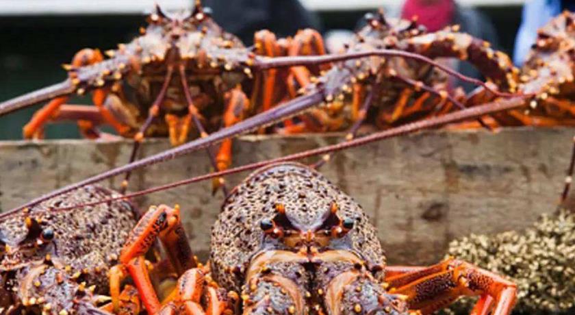 「澳大利亚」澳大利亚终于慌了！连夜安排航班，200架飞机齐刷刷飞向中国？