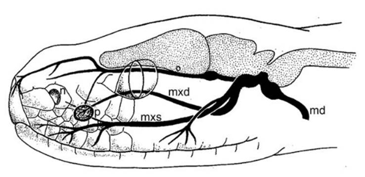 |蛇真的会报复人类吗？