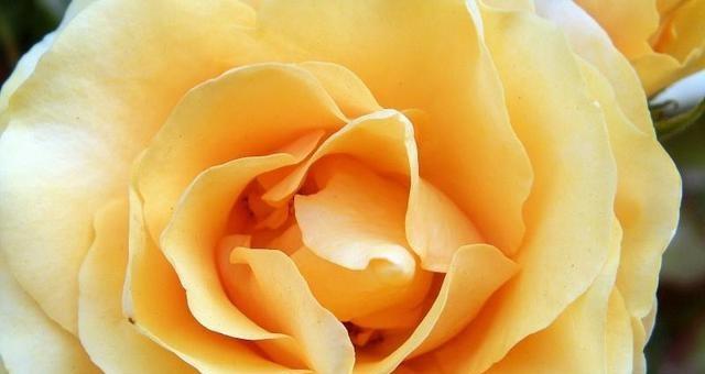 |7月，四个星座，即财富上吉和事业腾达从7月开始