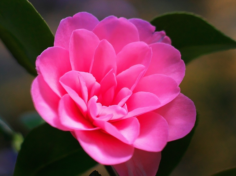 生肖|八月爱神降临，3生肖真爱找上门，爱情顺利，喜事纷至沓来