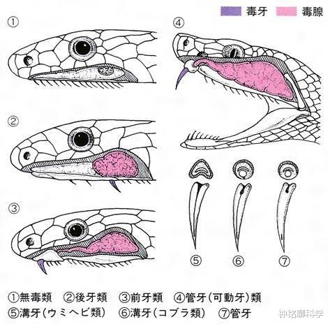 科学家：世界上最大的蛇是什么，有天敌可以克制它们吗？