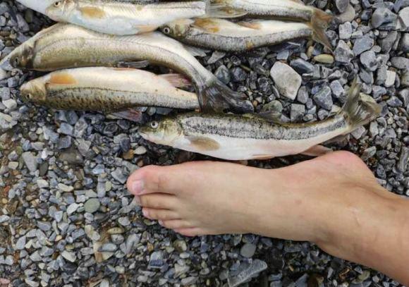 民警|武陵山腹地现成群“奇鱼”，梭型无鳞，似从地下河游出